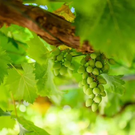 Loreta Apartman Mali Losinj