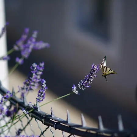 Loreta Apartman Mali Losinj