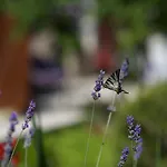 Apartament Loreta *