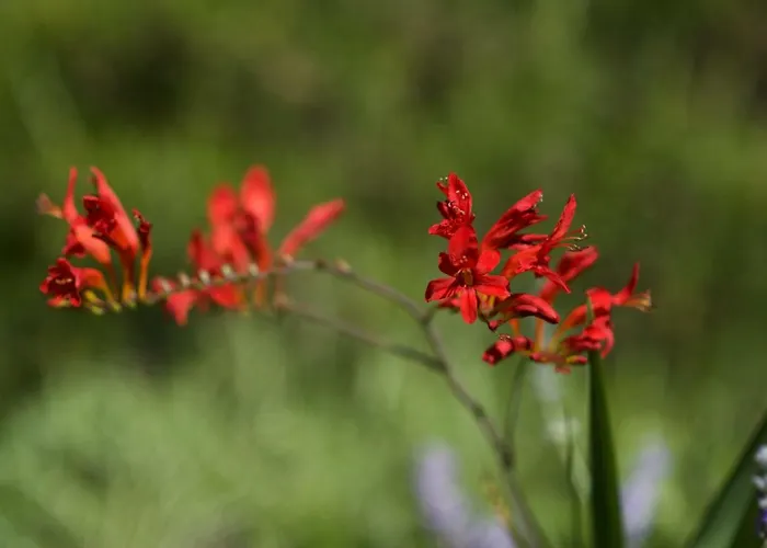 Apartament Loreta Mali Lošinj