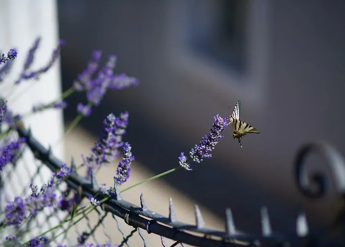 Loreta Apartament Mali Lošinj