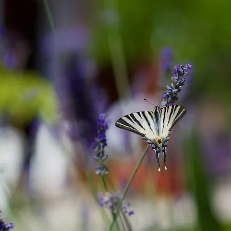 Апартаменты Loreta