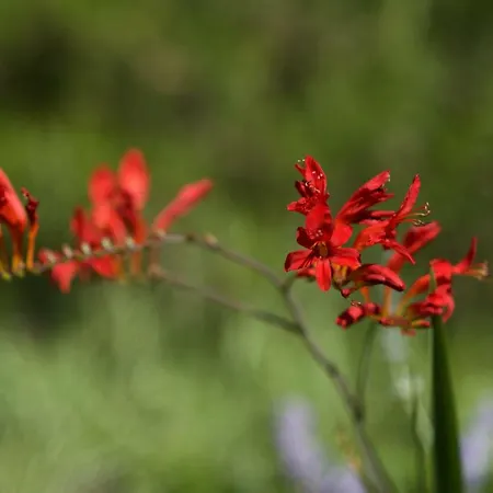 Апартаменты Loreta Мали-Лошинь